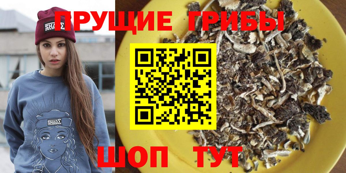 Сосновый Бор  Псилоцибиновые грибы Cubensis  Вход с VPN 