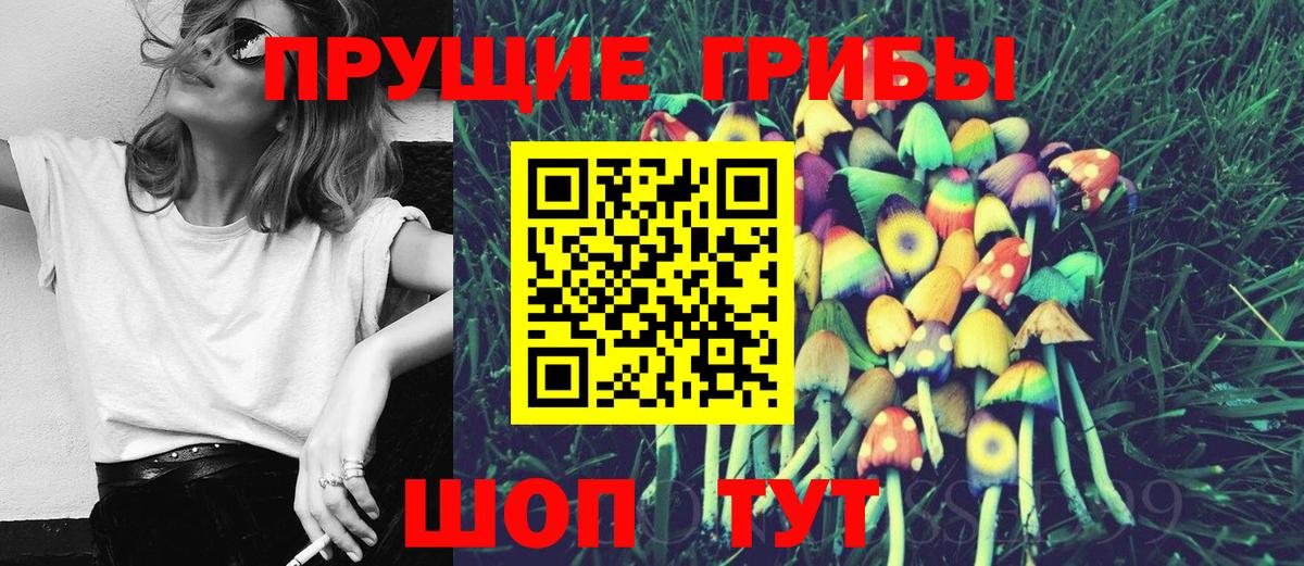 где можно купить наркотик  Галлюциногенные грибы прущие грибы  Сосновый Бор  Псилоцибиновые грибы Psilocybine cubensis 